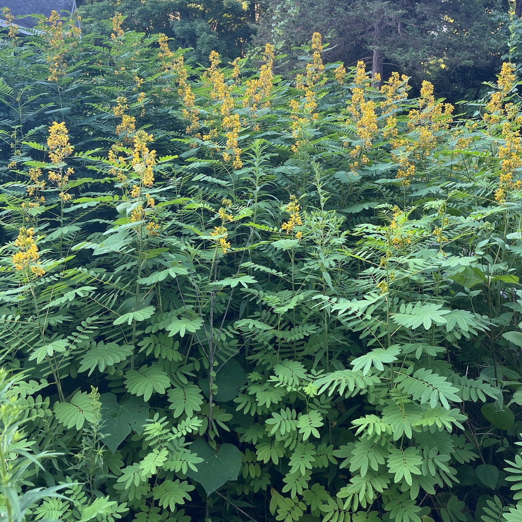 Wild Senna (NJ Ecotype)