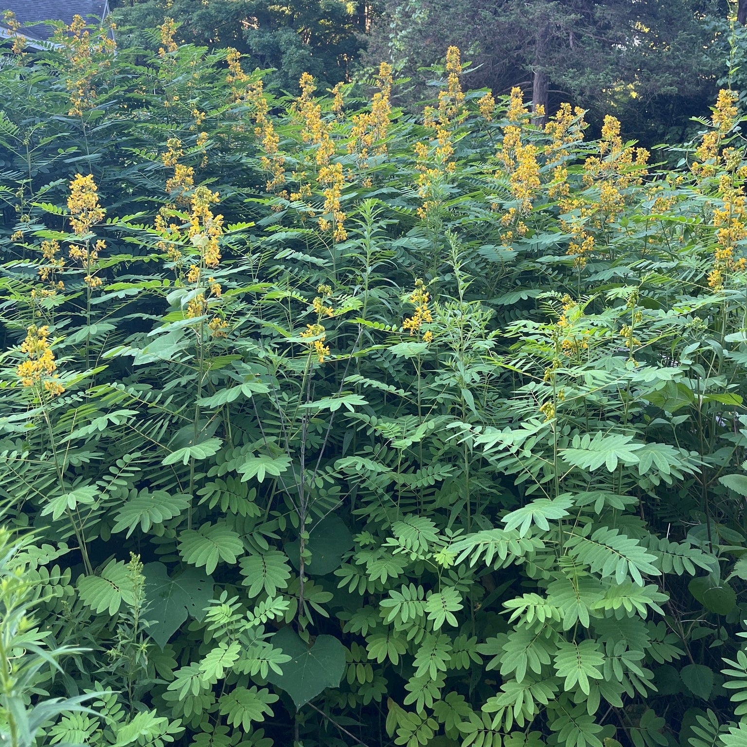 Wild Senna— NJ Harvested