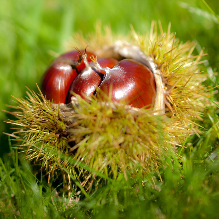 Chinese Chestnut Seedling