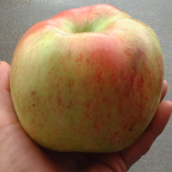King of Tompkins County- Apple Scion