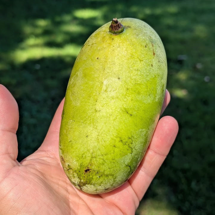 'Prima' (1216) Pawpaw