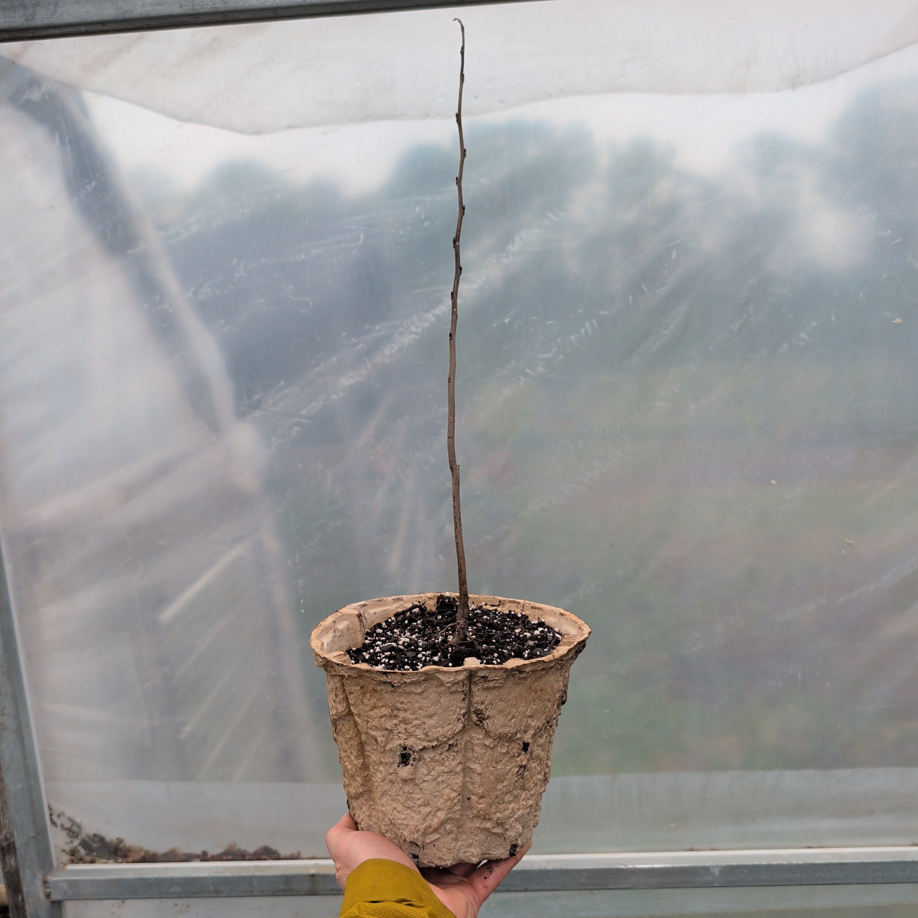 Pawpaw— 1gal. RootMaker