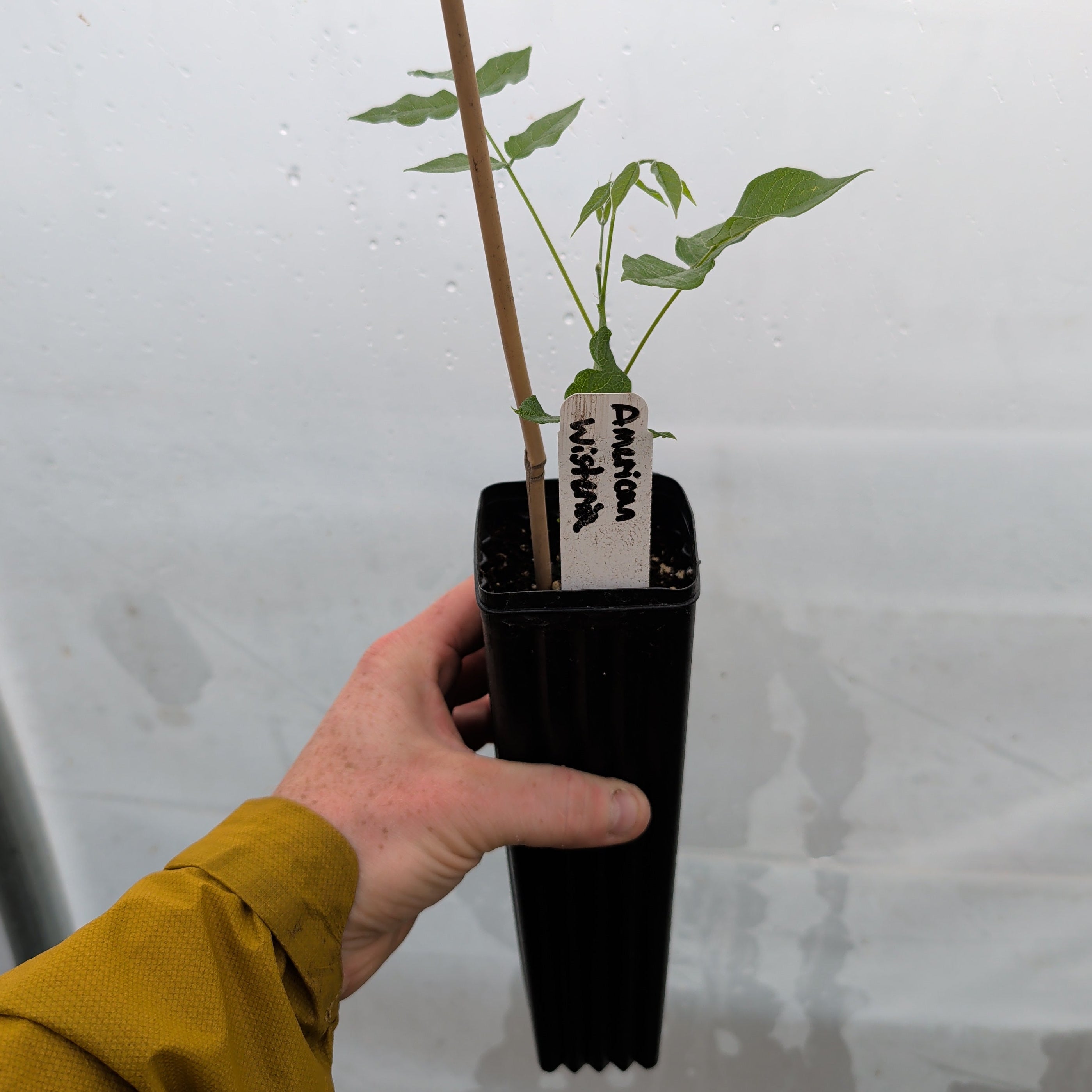 American Wisteria— Treepot
