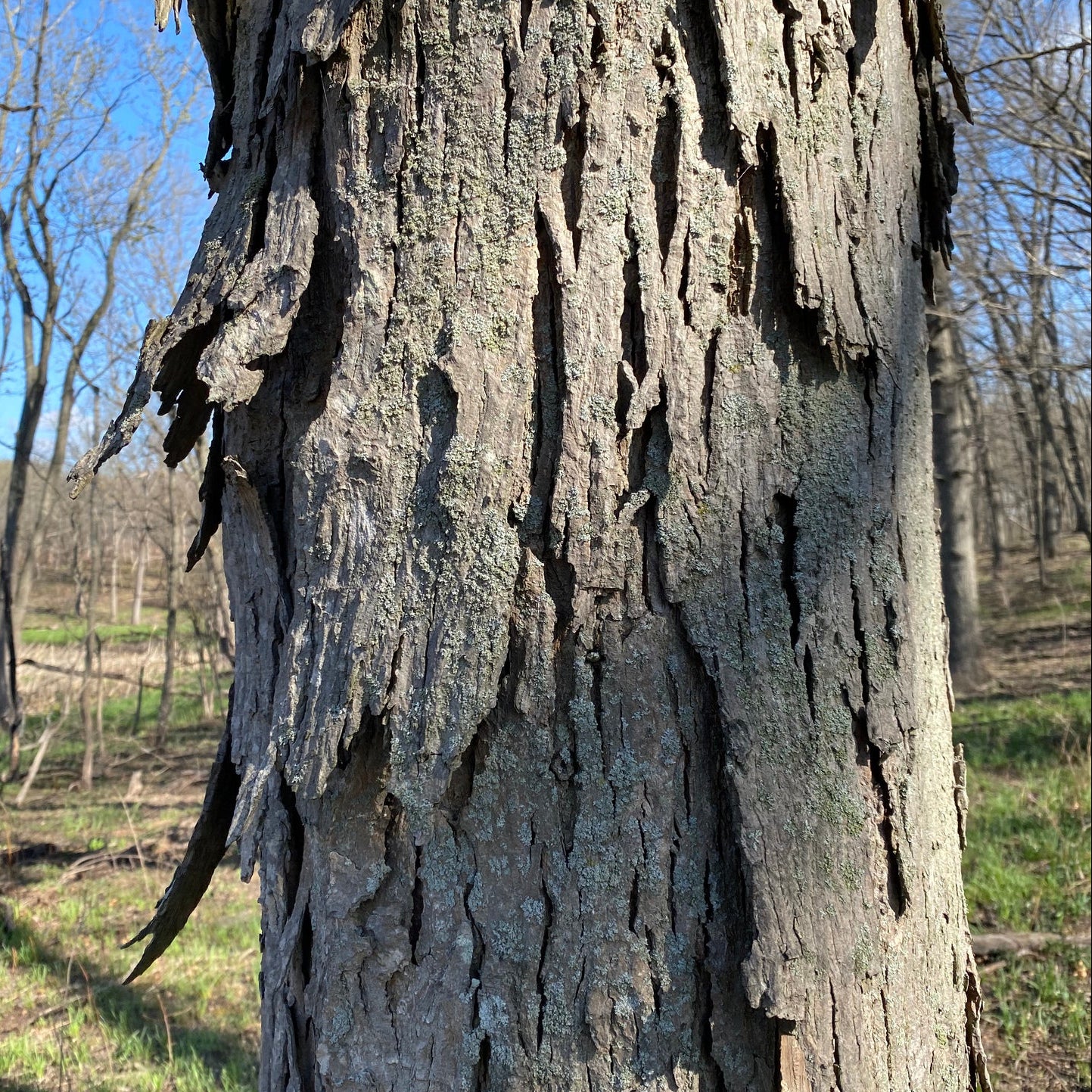 Shagbark Hickory