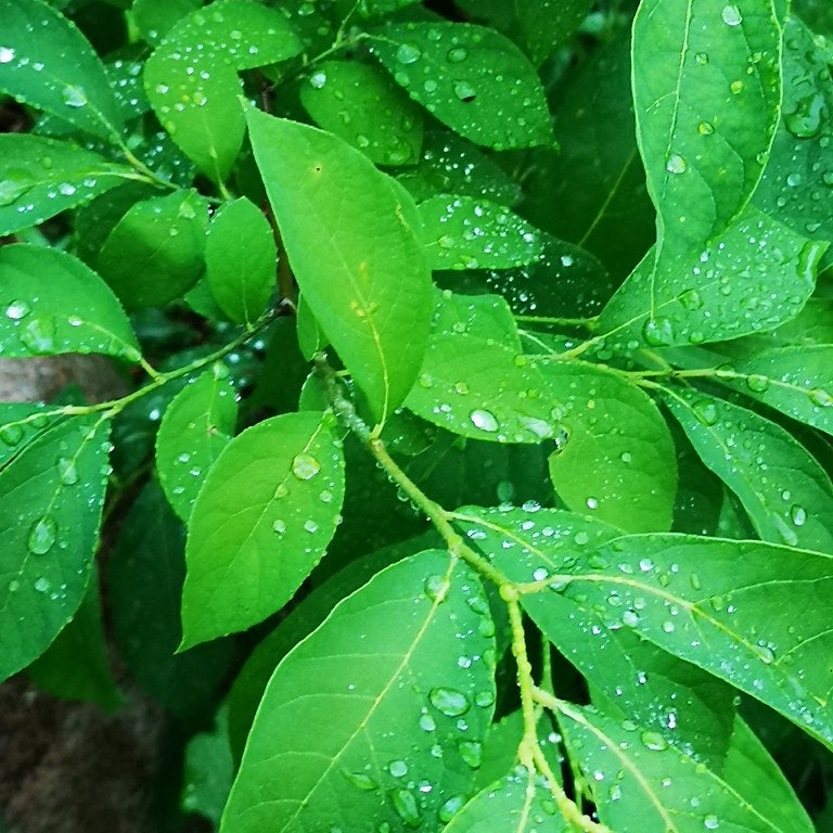 Spicebush- Size: Large (NJ Ecotype)
