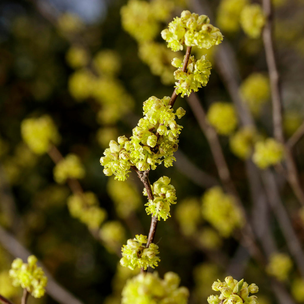 Spicebush- Size: Large (NJ Ecotype)