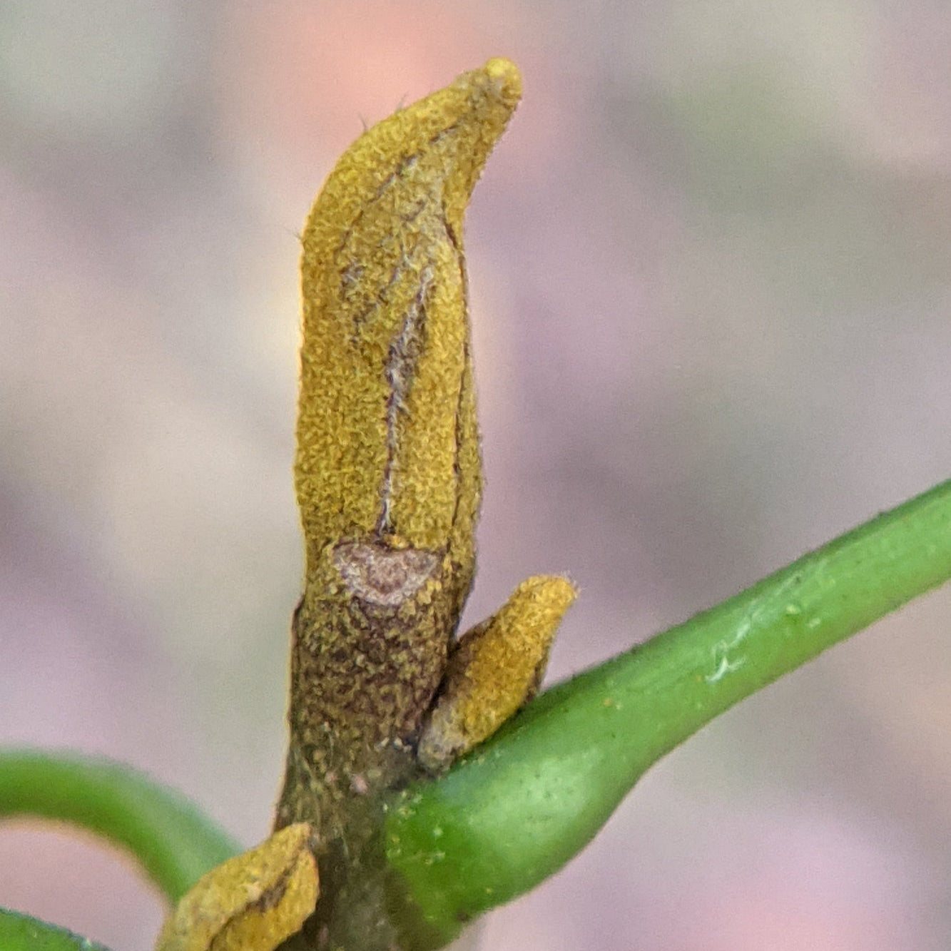 Yellowbud Hickory