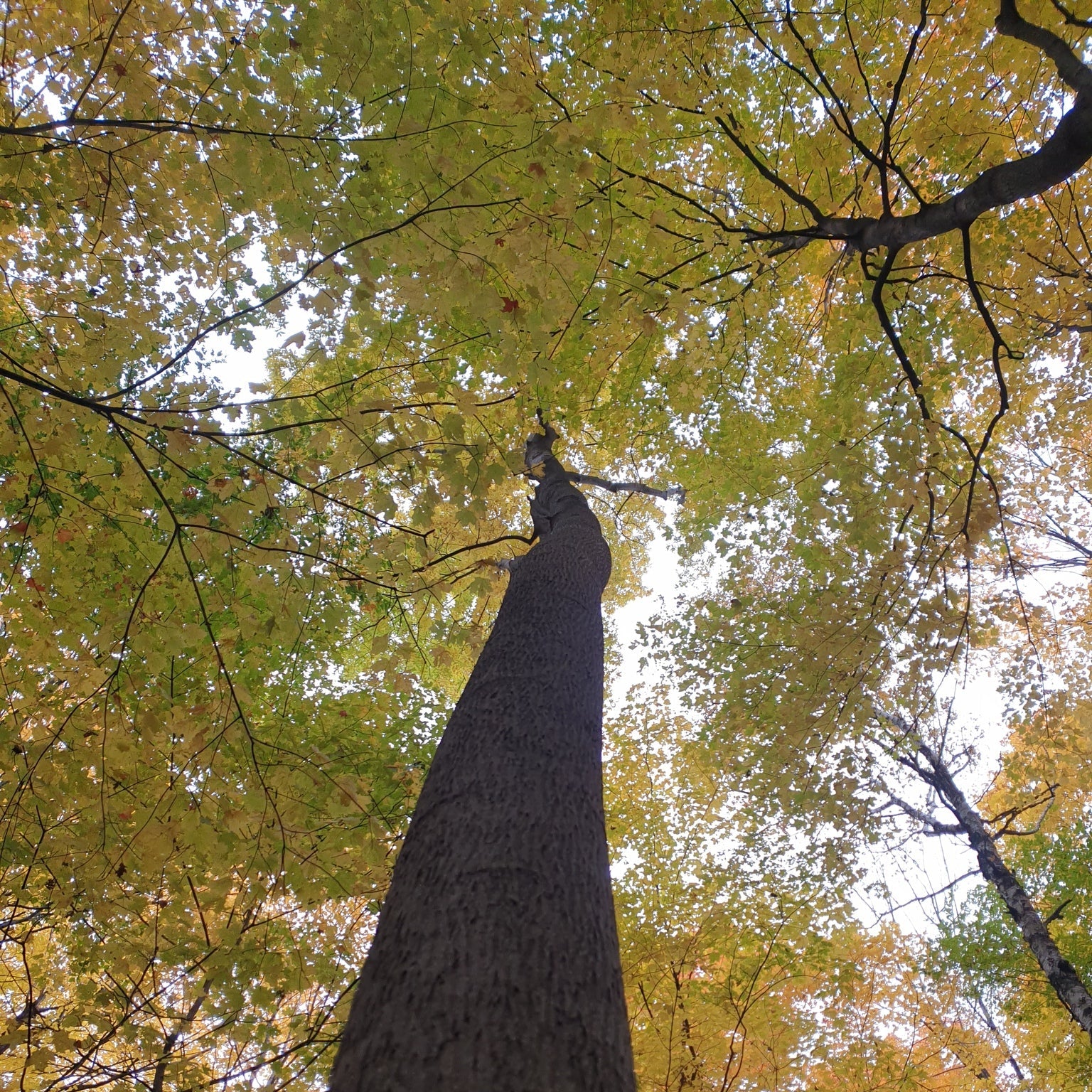 Yellowbud Hickory